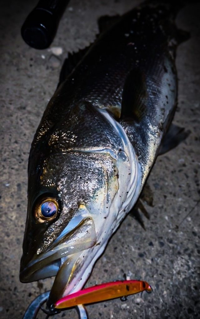 Hさんが釣った魚。